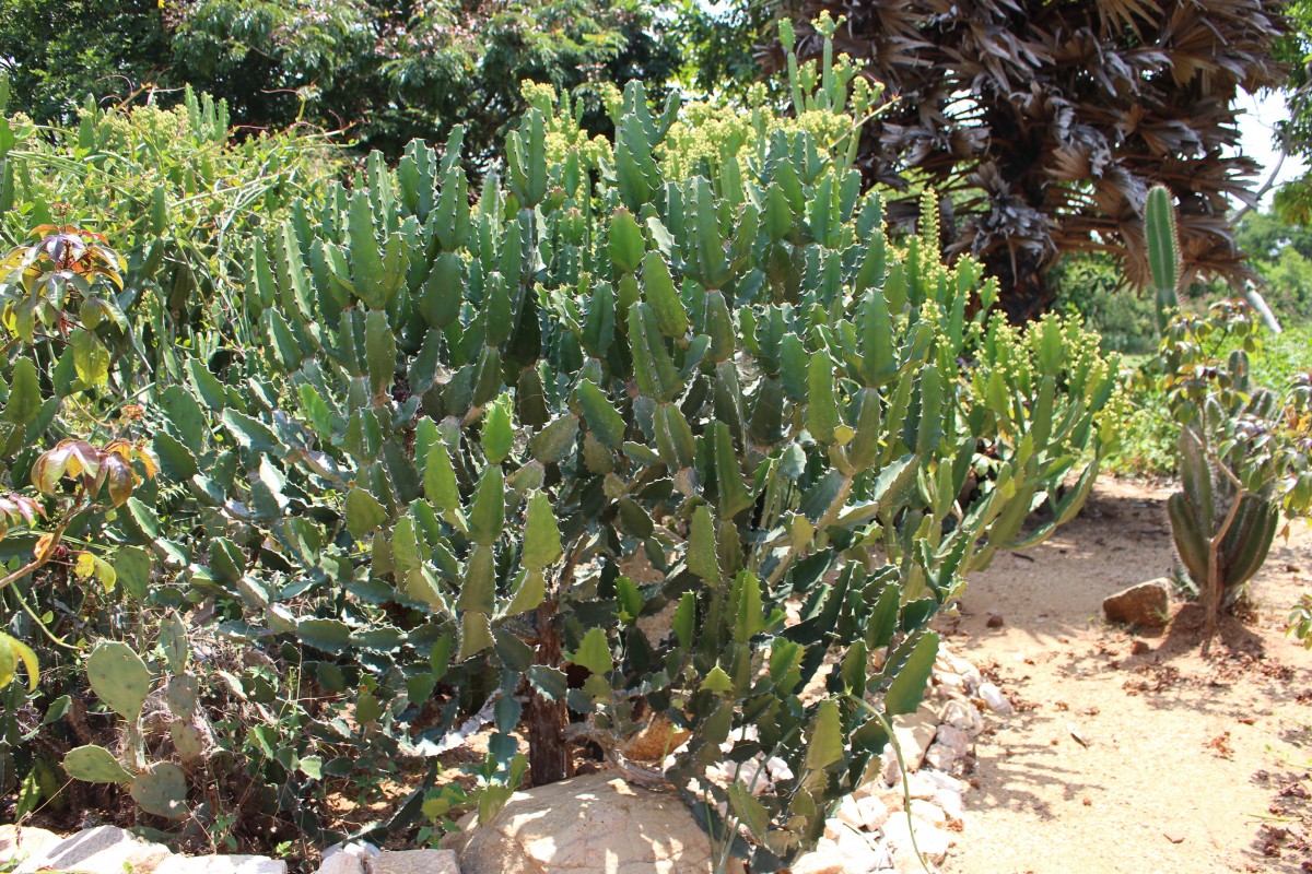 Euphorbia antiquorum L.